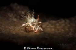 Psychedelic batwing slug (Sagaminopteron psychedelicum) by Oksana Maksymova 